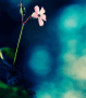 sellmyapp-image